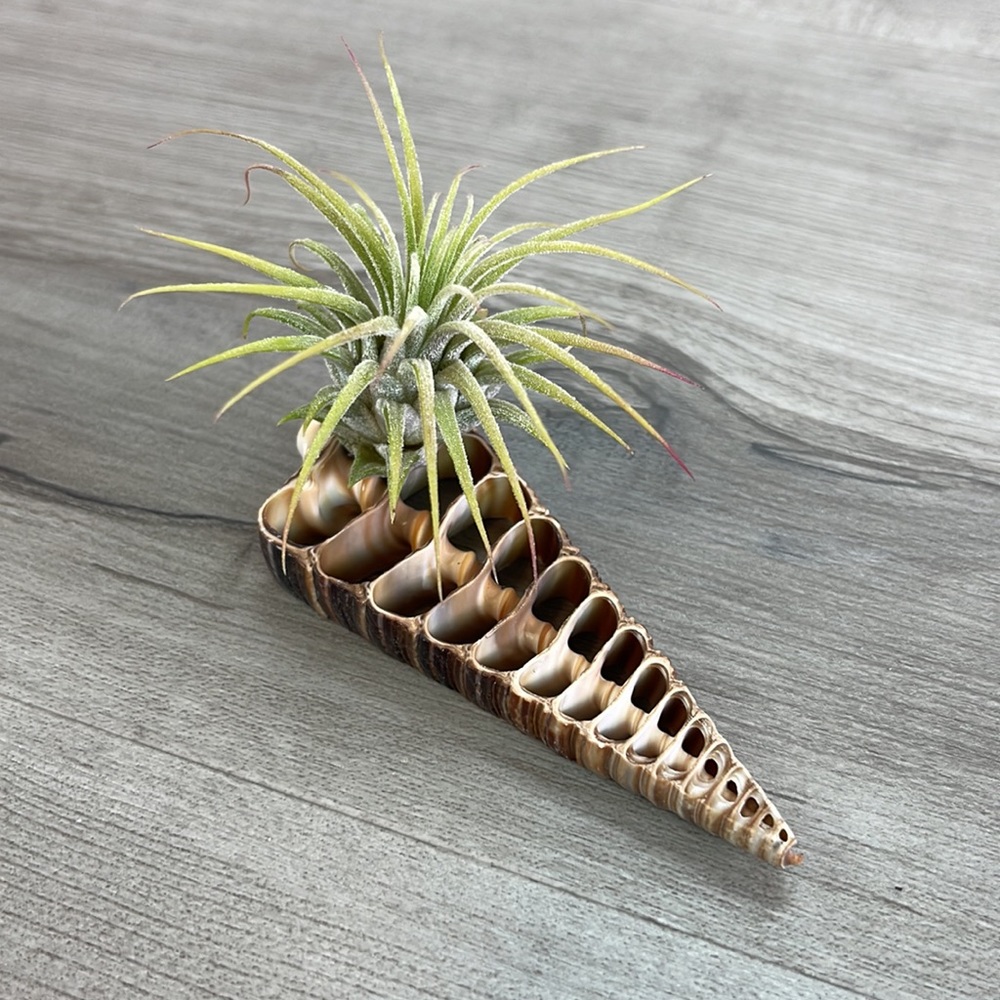 🔆AIR PLANT BUDDY🔆 WITH REAL SEA SHELL HAND MADE AND UNIQUE - Picture 9 of 13